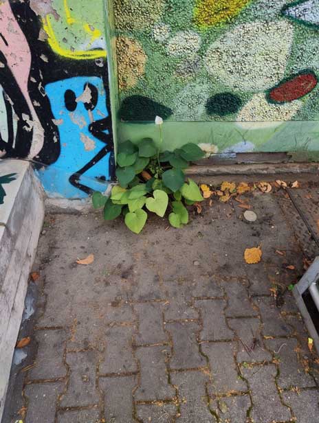 nachher